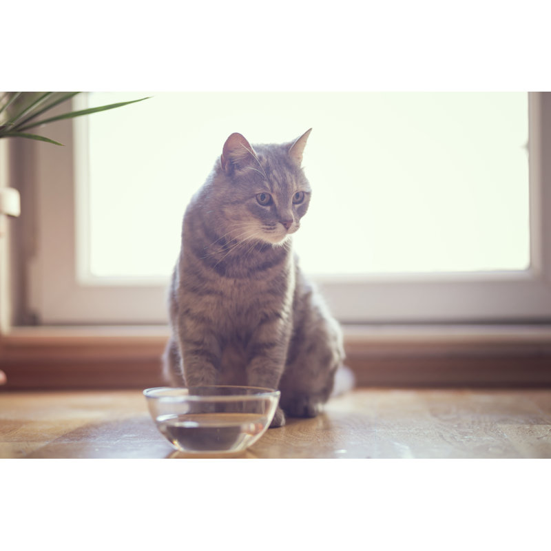 Cat Drinking Water by Vladans - Wrapped Canvas Print, 30cm H x 46cm W