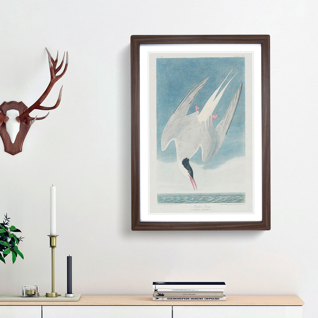 Arctic Tern by John Audubon - Single Picture Frame Painting