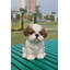 Statue de chiot Shih Tzu assis-16443397