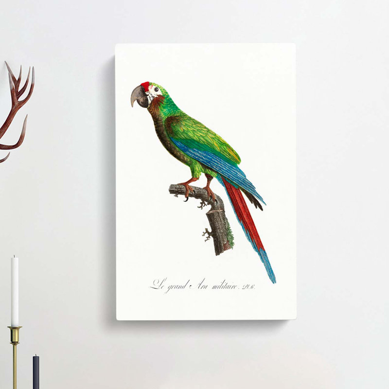 Great Military Macaw Parrot by F. Levaillant - Wrapped Canvas, 50cm H x 35cm W x 3cm D