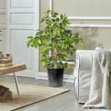 Ficus de 4 pieds dans un panier en métal noir