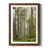 Maple Framed