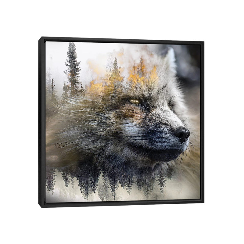 Golden Fox by Paul Haag - Print on Canvas, Black Framed, 45.72 cm H x 45.72 cm W