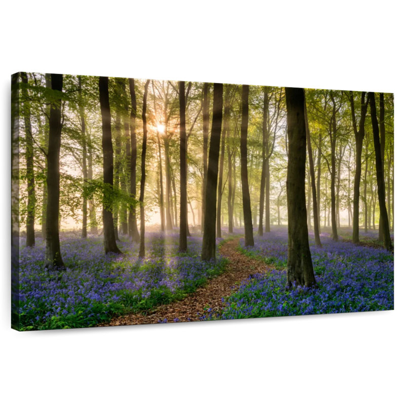 Chemin à travers le bois Bluebell dans la brume, H 8 po x l 12 po