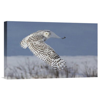 " Snowy Owl " by Mircea Costina