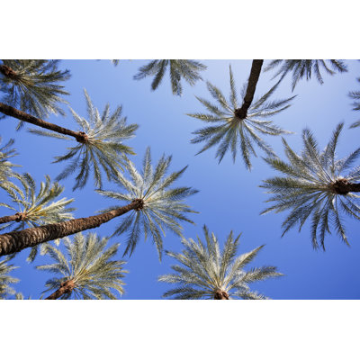 Palm trees