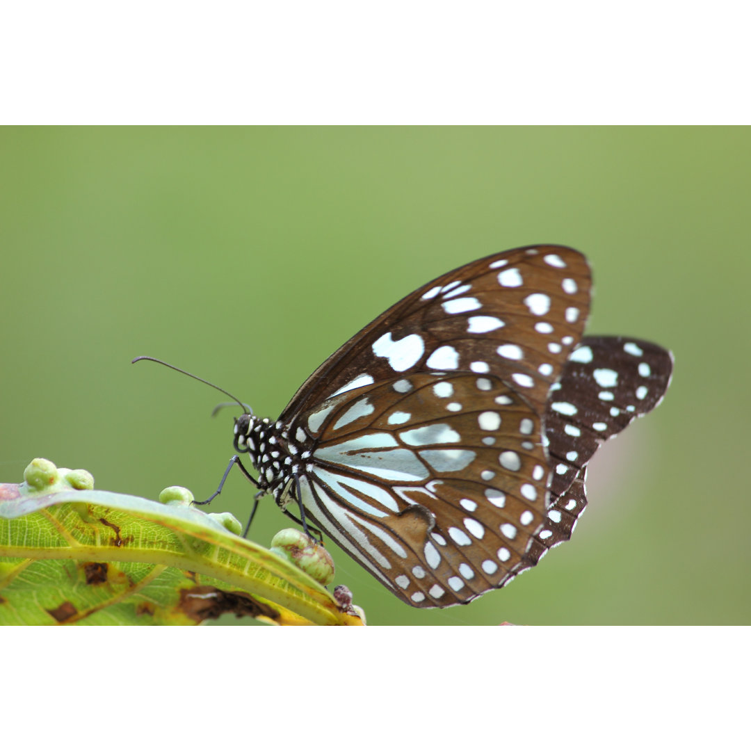 Schmetterling - Foto ohne Rahmen auf Leinwand