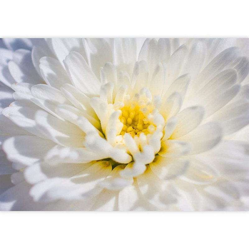 Gros plan sur une marguerite Gerbera, L 66 po x l 96 po