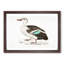 Spotted Billed Duck Illustration by John Edward Gray - Picture Frame Painting Print-55619837-55619838