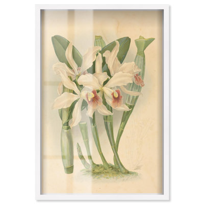 Elegant Specimen Shadowbox Print Botanical Art by Art Remedy