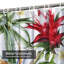 Rideau de douche sans couture à motif floral tropical rose avec 12 crochets-1957085524