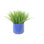 Vanilla Grass in Blue Container