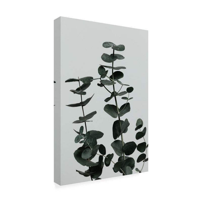 Eucalyptus naturel 11, H 47 po x l 30 po x P 2 po