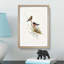 Red-Capped Robin by Elizabeth Gould - Picture Frame Painting Print-55598222-55598224