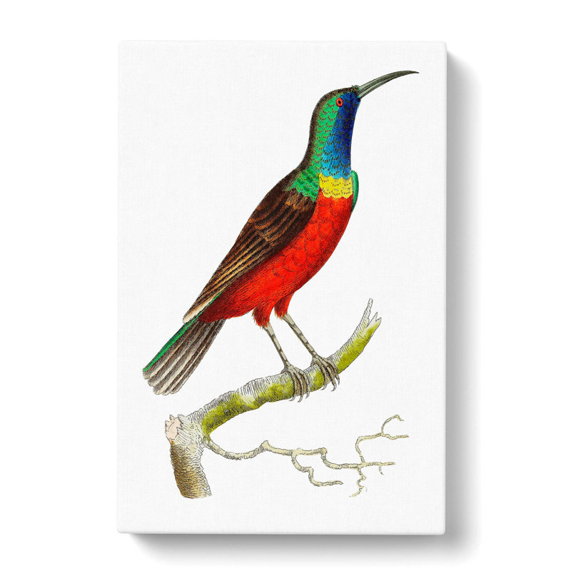 Superb Creeper Bird by George Shaw - Wrapped Canvas, 50cm H x 35cm W x 3cm D
