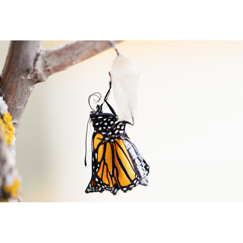 Monarch Butterfly - Wrapped Canvas Print, 81cm H x 122cm W x 3.8cm D