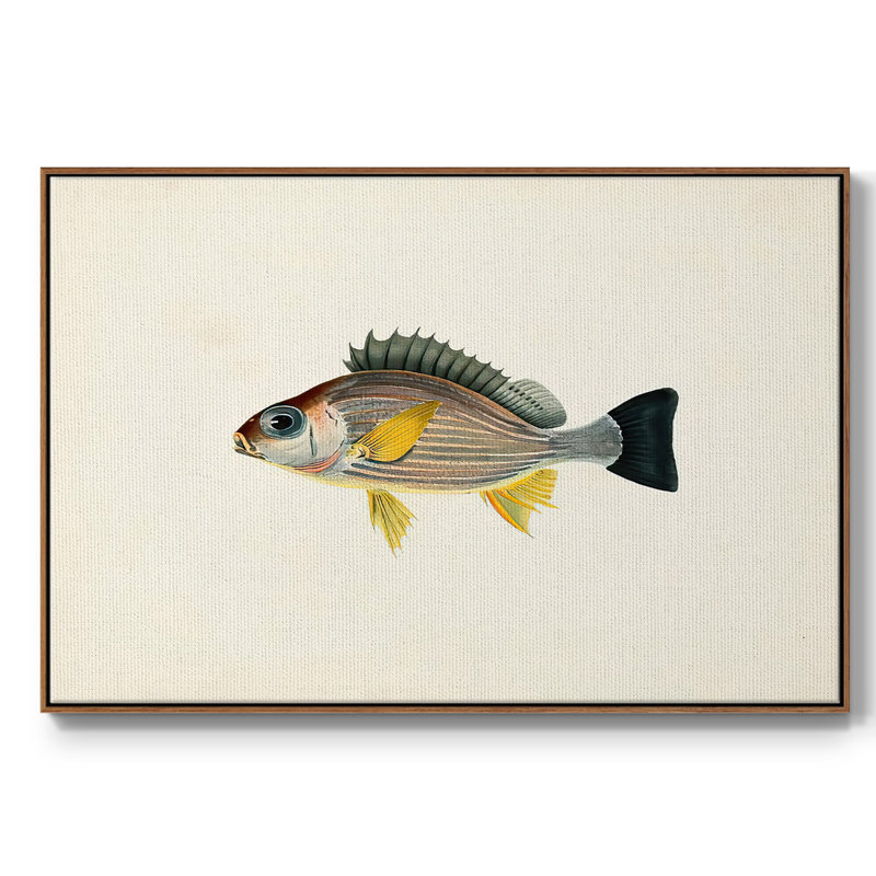 " Tropical Fish Collection III ", 27" H x 41" W x 2" D, Walnut Framed