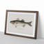 Striped Bass by Sherman F. Denton - Picture Frame Art Print-55615425-55615427