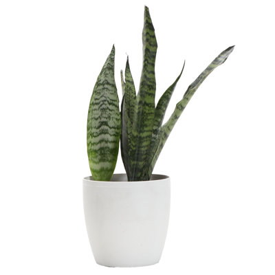 Live Zeylancia Snake Plant in Classic Pot