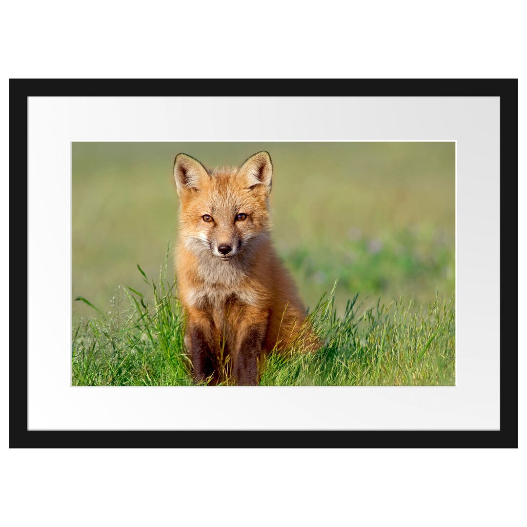 Gerahmtes Poster Kleiner Fuchs