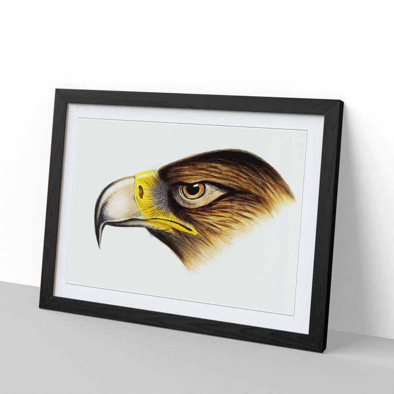 Eagle by John Gould - Framed Print, 27cm H x 36cm W x 2cm D, Black Framed
