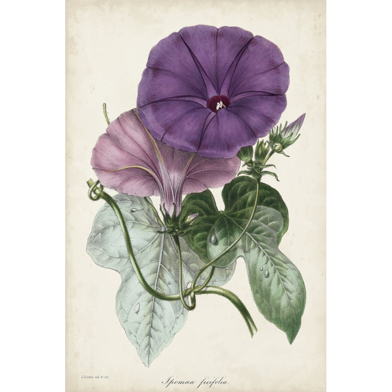 Plum Morning Glory by Paxton - Painting, 122 cm H x 81 cm W, Black Floater Framed