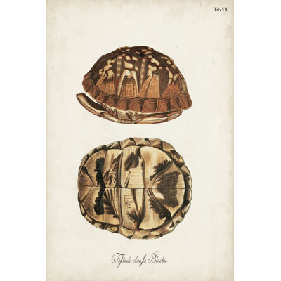 Tortues et coquillages antiques III