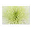  Toile tendue - Art mural Cora Niele «Lime Light Spider Mum» pour le salon, la chambre à coucher ou le bureau - 30 x 47-31105994
