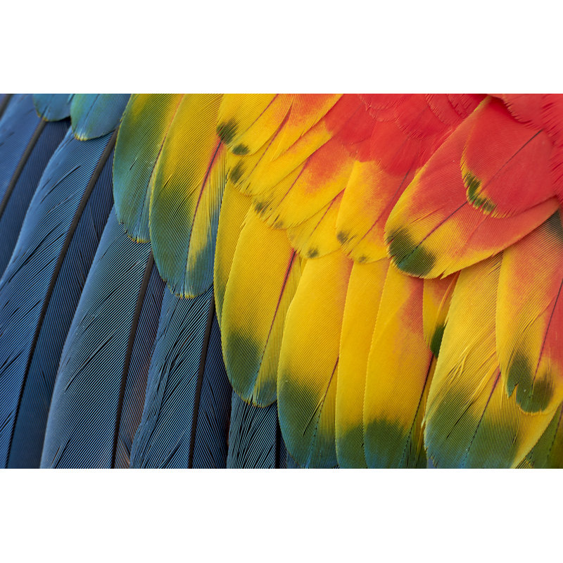 Colorful Ara coloré - Photographie sur toile tendue, H 24 po x l 36 po