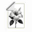 Hibiscus in Bloom Botanical - Framed Print-1132863978-1132863979