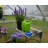 Layton 6 ft. W x 10 ft. D Hobby Greenhouse