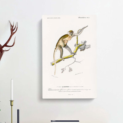 Grivet Monkey PL. 6 by Charles D' Orbigny - Wrapped Canvas