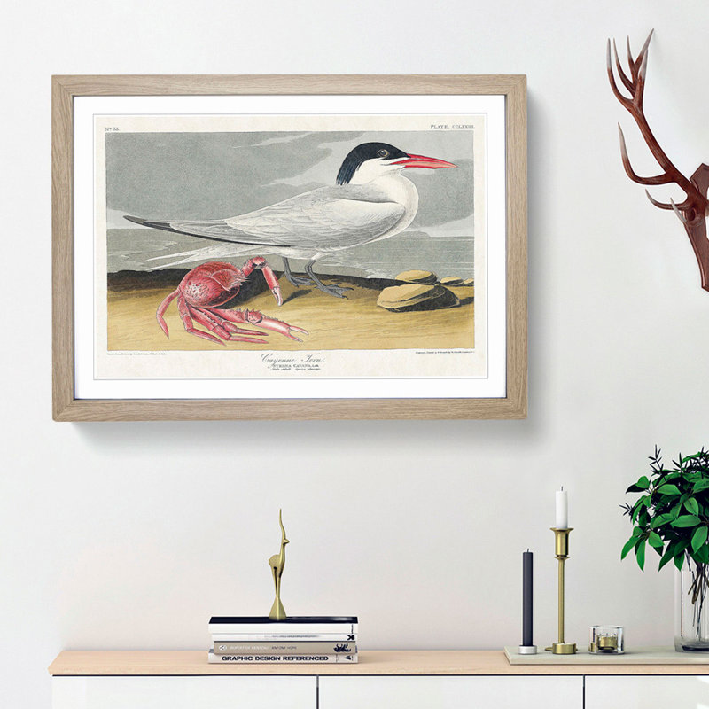 Cayenne Tern Bird with Crab by John James Audubon - Framed Print, Oak Framed, 27cm H x 36cm W x 2cm D