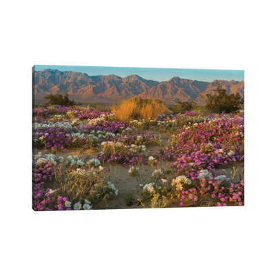 Desert Sand Verbena And Dune Evening Primrose In Desert, Mojave Desert, California by Jeff Foott - Wrapped Canvas Photograph