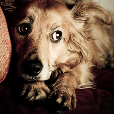Begging Eyes Dog by Photovideostock - Wrapped Canvas Print
