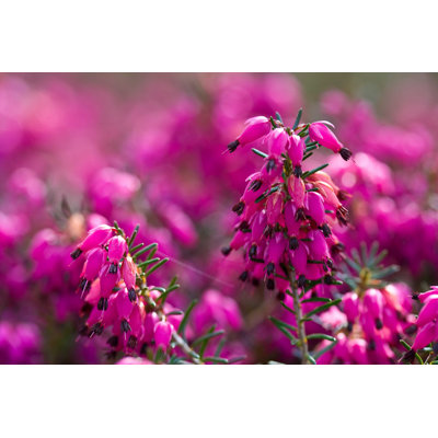 " Erica Carnea In Bloom " by Annadudek
