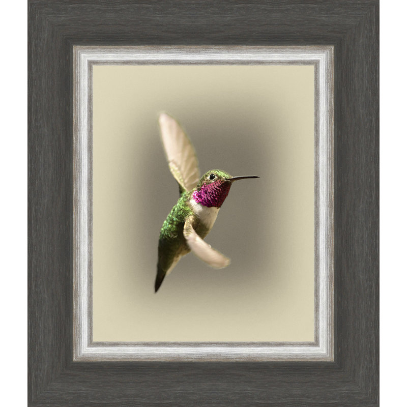 « large tailed hummingbird », reproduction de photo encadrée