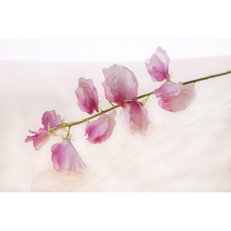 Sweet Pea, Pink