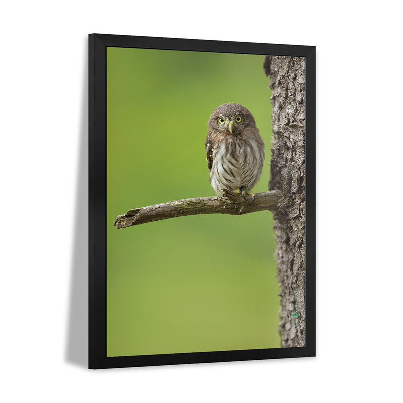 Affiche Eurasian Pygmy Owl par Milan Zygmunt, H 24 po x l 16 po