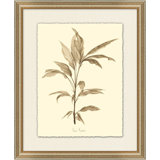 Blood Banana Framed Print
