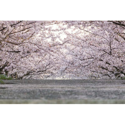 Penticton " Cherry Blossoms "