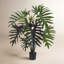 Philodendron Plant