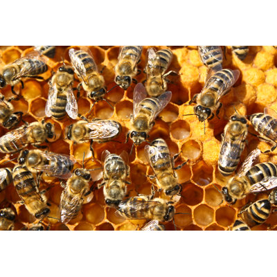 Arabela Bees - Wrapped Canvas Print