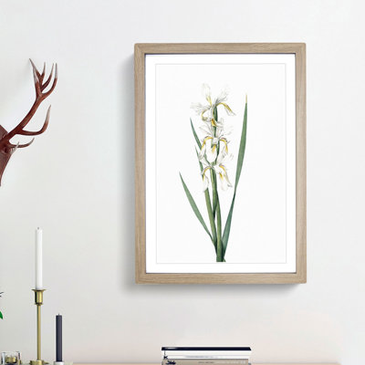 Yellow-Banded Iris Flowers by Pierre-Joseph Redoute - Picture Frame Graphic Art Print
