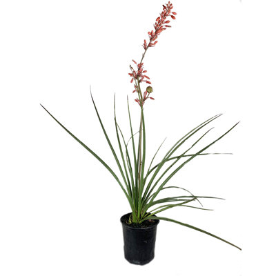 Red Yucca - Live Plant in a 6 Inch Pot - Hesperaloe Parviflora - Bird Friendly Evergreen Succulent