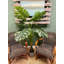 Philodendron en pot 5 pi-85898687