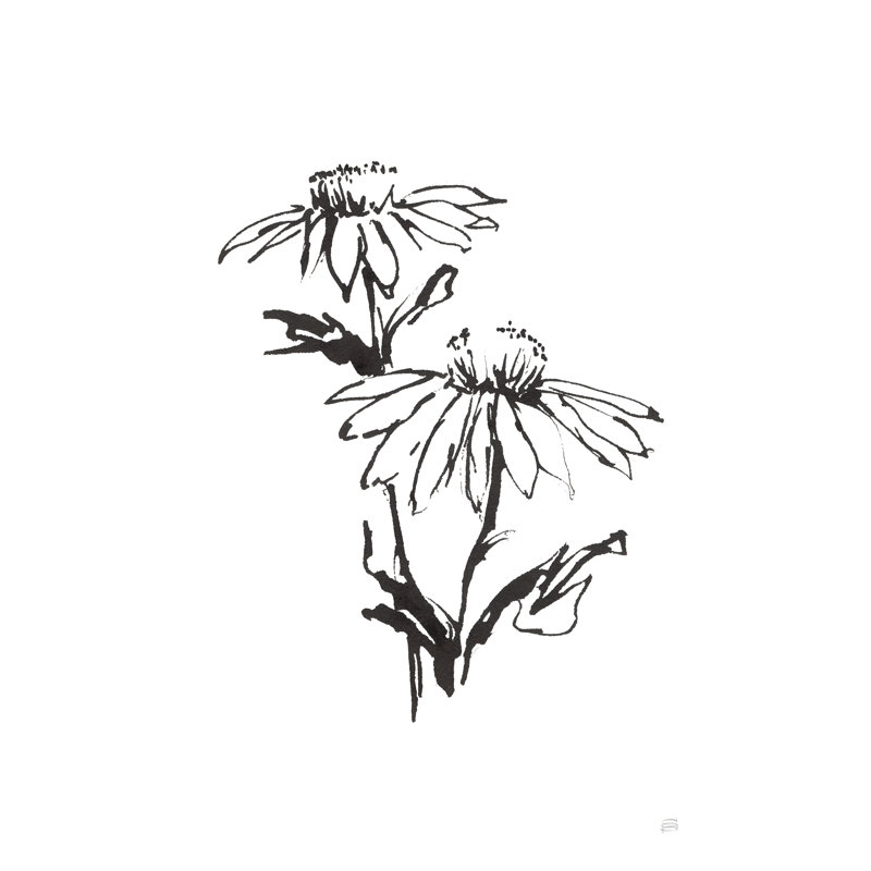 Line Echinacea II by Chris Paschke - Wrapped Canvas Painting, 122cm H x 81cm W x 3.8cm D