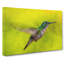 Hummingbird In Costa Rica - Wrapped Canvas-56634228