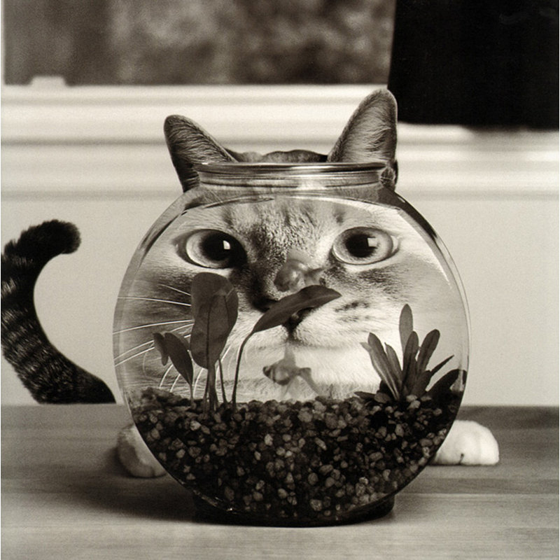 Cat Fish, 15" H x 15" W