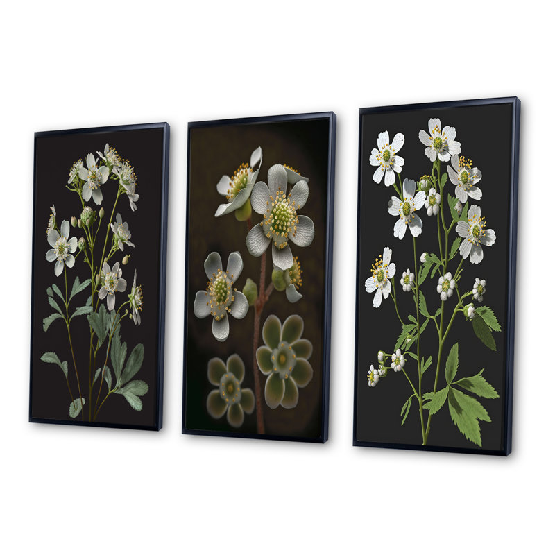 «Blossoming Diphylleia Grayi On Black», 3 pièces, Noir, H 32 po x l 48 po